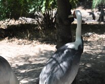 DSC_2006 Central Park Zoo, Manhattan, NYC -- 1 July 2012